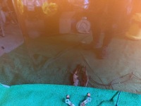 фото thumb №8, Капот крышка двигателя peugeot 2008 ii gt line