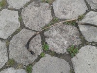 фото thumb №5, Шланг усилителя wąż fiat doblo i 1.6 b 00-04r