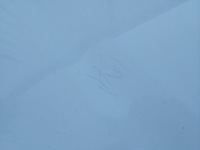 фото thumb №6, Капот кришка двигуна audi a3 8p рестайлінг 2008-2012