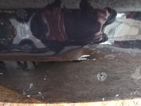 фото thumb №6, Hyundai tucson iii 3 кришка задня зад зад