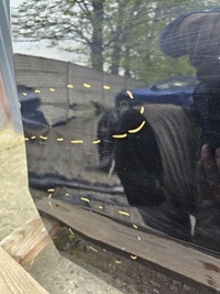 фото thumb №9, Дверь левая задние mercedes w212 197