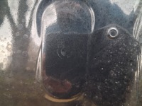 Bmw x1 u11 капот передняя oryg. Киев, фото thumb