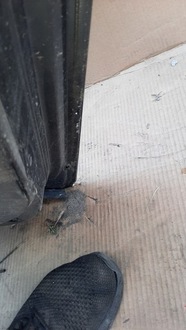 фото thumb №12, Дверь задняя задние левая volvo v50 04-12r