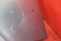 фото thumb №10, Skoda fabia 1 i 6y 6y5 1999-2008 решітка решітка радіатора капот кришка двигуна