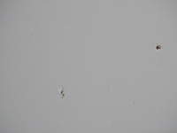 фото thumb №11, Капот крышка двигателя хром seat alhambra i lift fl 2000-2010 la9b