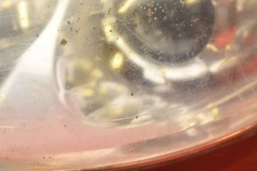 фото thumb №11, Фара лівий лампа перед лінза eu 9681834880 peugeot 307 05-08