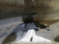 фото thumb №8, Honda jazz ii sport бампер перед переднє 04/08