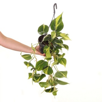 Philodendron scandens 'Brasil' - листья пестрые L.