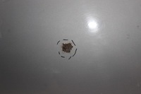 фото thumb №13, Mercedes w124 дверь левый задняя левая задние sedan