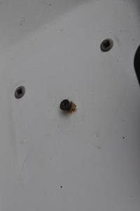 фото thumb №12, Peugeot bipper дверь левый задняя задние