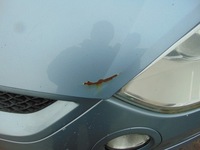 фото thumb №5, Капот крышка двигателя s-max mk1 цвет 86