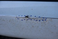 Молдинг порог порог правая ford focus mk2 2 st 3d 4m5j-b10154-acw 2008 Киев, фото thumb