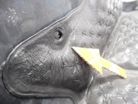 фото thumb №7, Захист pod двигун seat ibiza ii 93- 6n0825235d