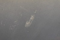 фото thumb №8, Капот крышка двигателя szarobrązowa hyundai veracruz 06-12