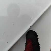 фото thumb №10, Дверь задние зад левая audi a3 8v sportback белая жемчуг