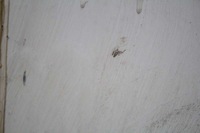 фото thumb №7, Дверь задние правое крыло белый ford transit 5 v 00-06