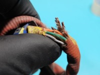 Датчик лямбда-зонд 8576471 5wk96699b bmw f10 f11 2.0d Зі Шроту, фото thumb