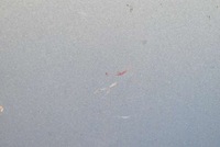 фото thumb №4, Капот крышка двигателя голубой citroen c3 c 3 1 i 02-10