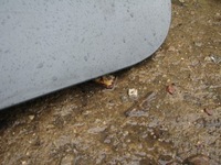 фото thumb №12, Кришка багажника задня багажника seat leon ii ls7z з скло przed lift