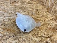 фото thumb №6, Бак бачок розширювальний polestar 2 ii 32138752 2020-