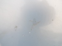 фото thumb №8, Капот крышка двигателя seat ibiza 3 iii 6l цвет ls5t