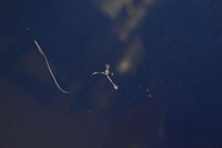 фото thumb №12, Капот кришка двигуна niebieska volvo v50 04-12