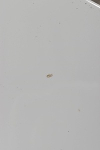 фото thumb №16, Bmw 5 g61 touring дверь передние задние левая левый перед задняя цвет a300 300