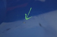 фото thumb №9, Бампер задняя задний 9463 octavia ii rs hb 04-08