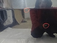 фото thumb №9, Peugeot 5008 дверь правое задние 2013 kgnc