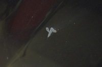 фото thumb №5, Капот кришка двигуна 452-26 volvo xc70 00-05