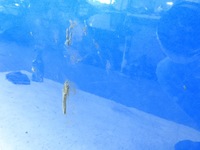 фото thumb №10, Fiat sedici 06-12 zcg дверь левый задняя