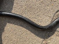 фото thumb №13, Дроти renault twingo iii паливний гальмівний циліндр зчеплення