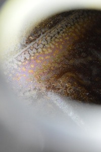 Бак пального bak mercedes w126 s klasa бензин Недорого, фото thumb