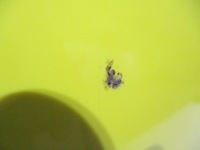 фото thumb №5, Двері ліва передні smart