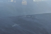 фото thumb №10, Seat ibiza iv дверь правый задняя задние полный hb