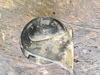 фото thumb №1, Клаксон opel astra 002924