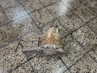 Мост задний дифференциал 9043531010 36:11 mercedes vito viano w639 w 639 рестайлинг  04-13 с Разборки, фото thumb