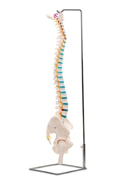 Model anatomiczny kręgosłupa człowieka z miednicą 1:1