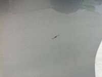 фото thumb №11, Corolla e21 kombi дверь задние правый задняя полный 1l0 царапины