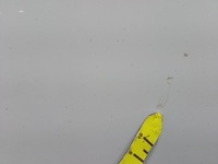 фото thumb №9, Hyundai i40 kombi двері задня ліва pure white