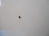 фото thumb №7, Капот крышка двигателя mitsubishi outlander ii lift цвет 74p