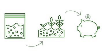 CEBULA POMPEI SZCZYPIORKOWA ŁAGODNA NASIONA BEZ GMO