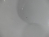 фото thumb №8, Renault scenic ii капот крышка двигателя dv369 05r