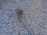 фото thumb №5, Рессора щетка одинарные левый задняя renault master ii lift movano 3.0 dci 04-