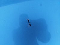 фото thumb №8, Капот кришка двигуна volvo c30 роки 2006-2009 колір 479-16