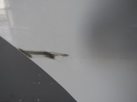 фото thumb №4, Renault master 3 2010-2020 двері ліва перед