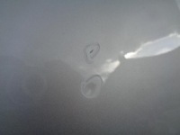 Капот перед передняя крышка двигателя opel astra v 5 k 2015- lak: z176 Недорого, фото thumb