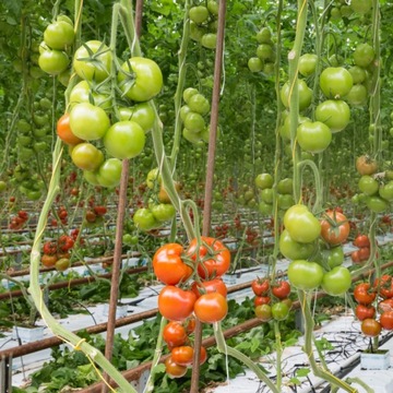 Опорные крючки Аксессуары для пергол Ролик