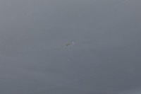 фото thumb №10, Volvo v60 дверь правый задняя задние