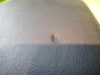 фото thumb №6, Mazda 6 iii gj 13r подголовник правый перед